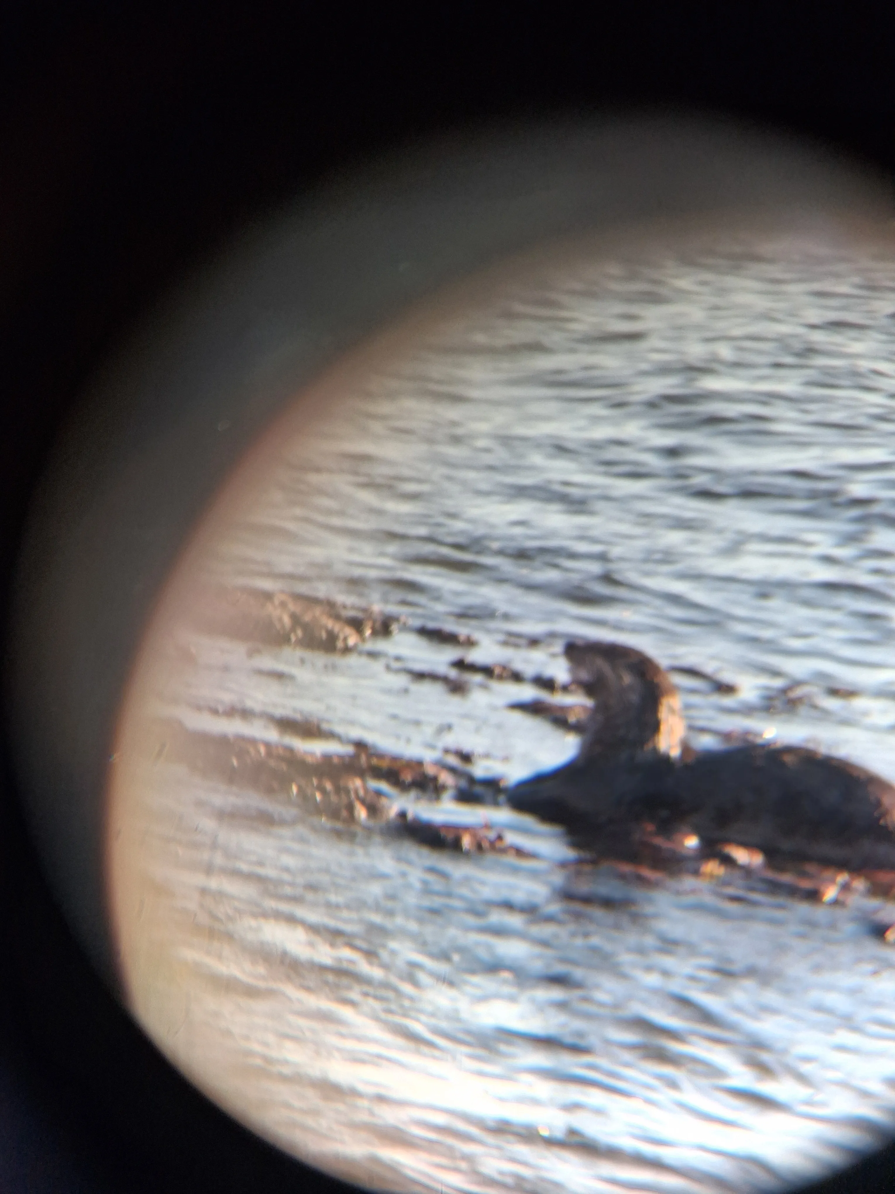 A river otter wearing binoculars